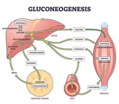 Diagram from the Carbohydrate Metabolism I MCAT notes