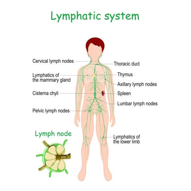 Diagram from the Immune System MCAT notes