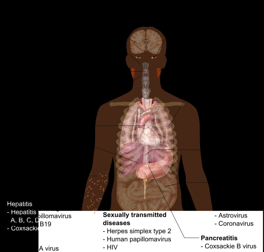 Diagram from the Immune System MCAT notes