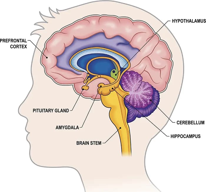 Diagram from the Biology and Behavior MCAT notes
