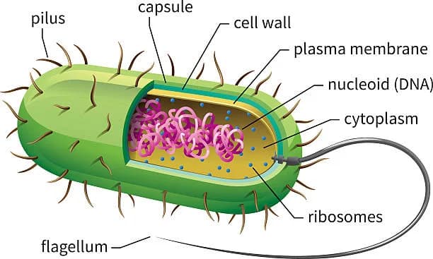 Diagram from the The Cell MCAT notes