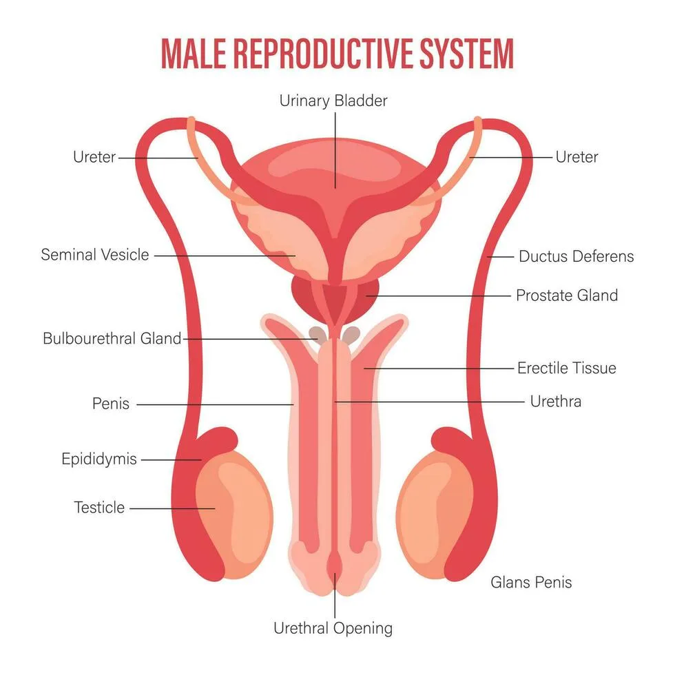 Diagram from the Reproduction MCAT notes