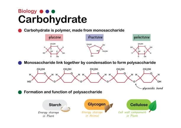 Diagram from the Carbohydrate Structure and Function MCAT notes