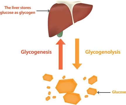 Diagram from the Carbohydrate Metabolism I MCAT notes